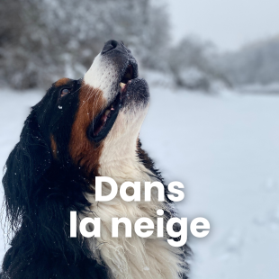 chien sous la neige